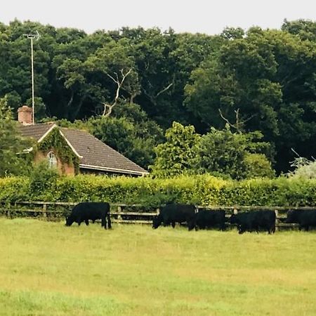 Yellowham Farm, Dorchester Higher Bockhampton Dış mekan fotoğraf