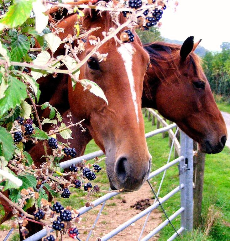 Yellowham Farm, Dorchester Higher Bockhampton Dış mekan fotoğraf