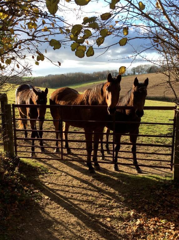 Yellowham Farm, Dorchester Higher Bockhampton Dış mekan fotoğraf