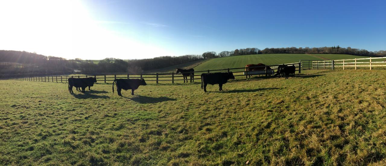 Yellowham Farm, Dorchester Higher Bockhampton Dış mekan fotoğraf